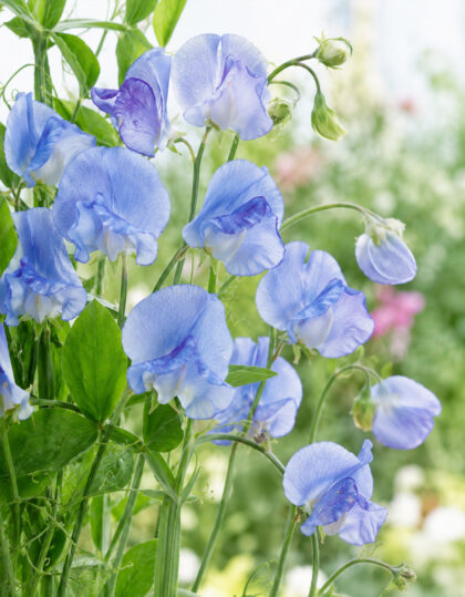 Lõhnava lillherne seemned ‘Blue Ripple’