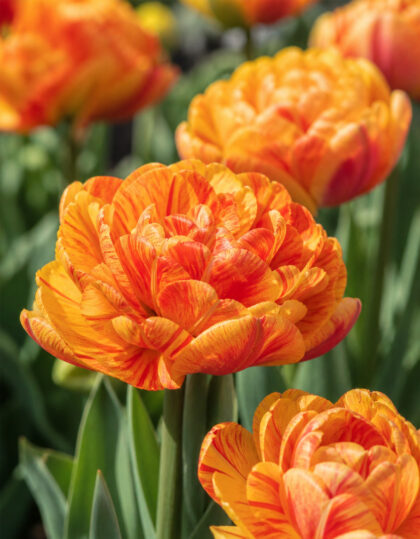 Täidisõieline tulp ‘Sunlover’ – 10 tk