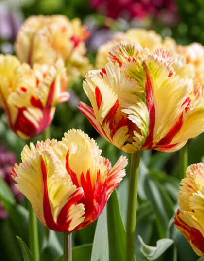 Papagoitulp ‘Texas Flame’ – 5 tk