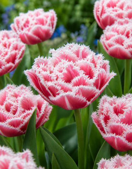 Narmasõieline tulp ‘Brest’ - 5tk