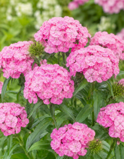 habenelk pink beauty