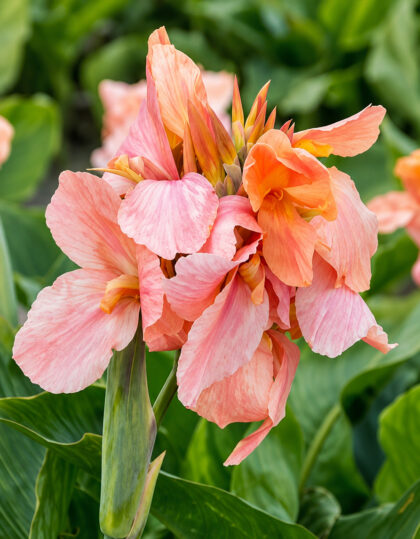 apricot frost kanna