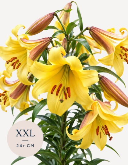 Trompetliilia ‘Golden Splendour’ – XXL sibul