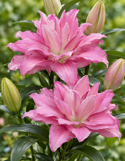 Täidisõieline liilia ‘Lotus Dream’- 2 sibulat