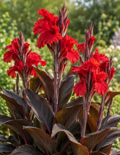 Kanna ‘Red Futurity’ 2tk